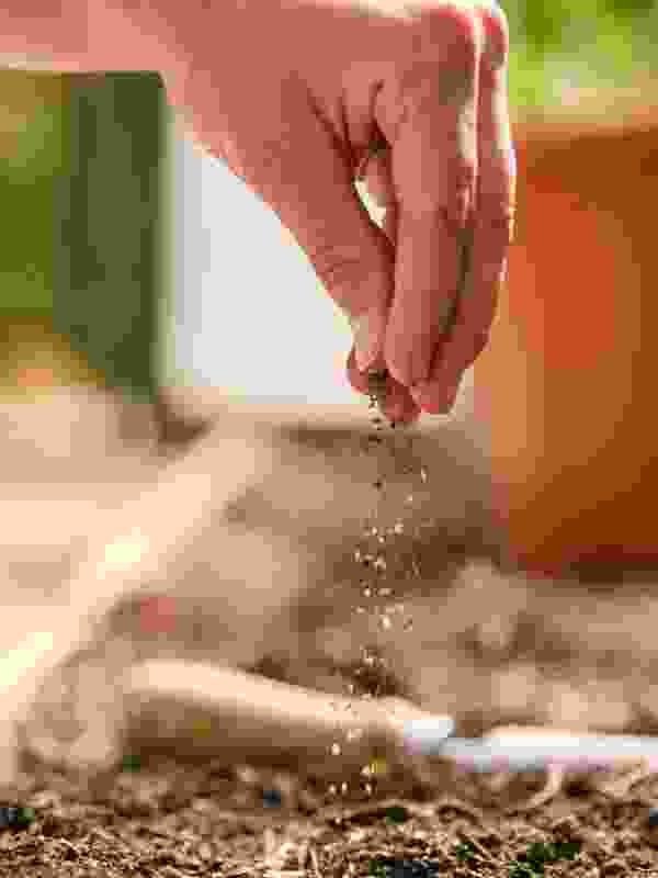 Category Image