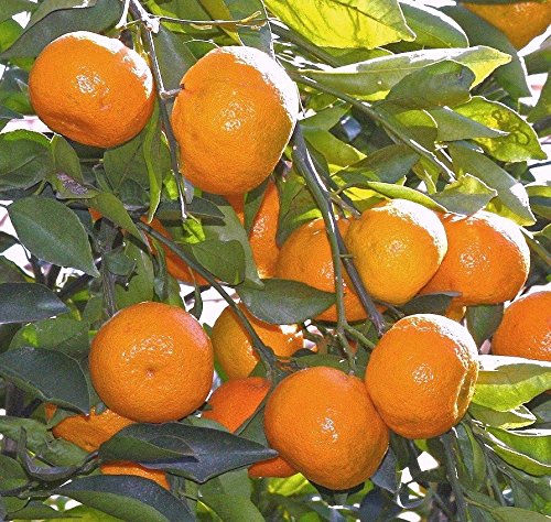 Fruit Plants