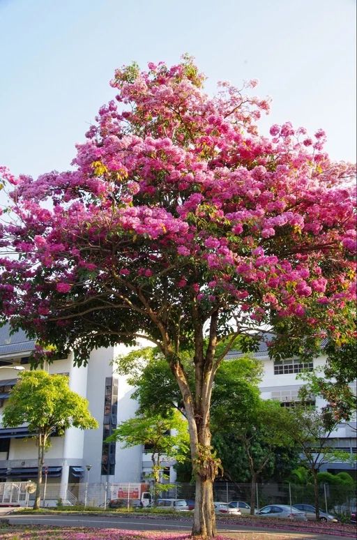 Avenue Trees