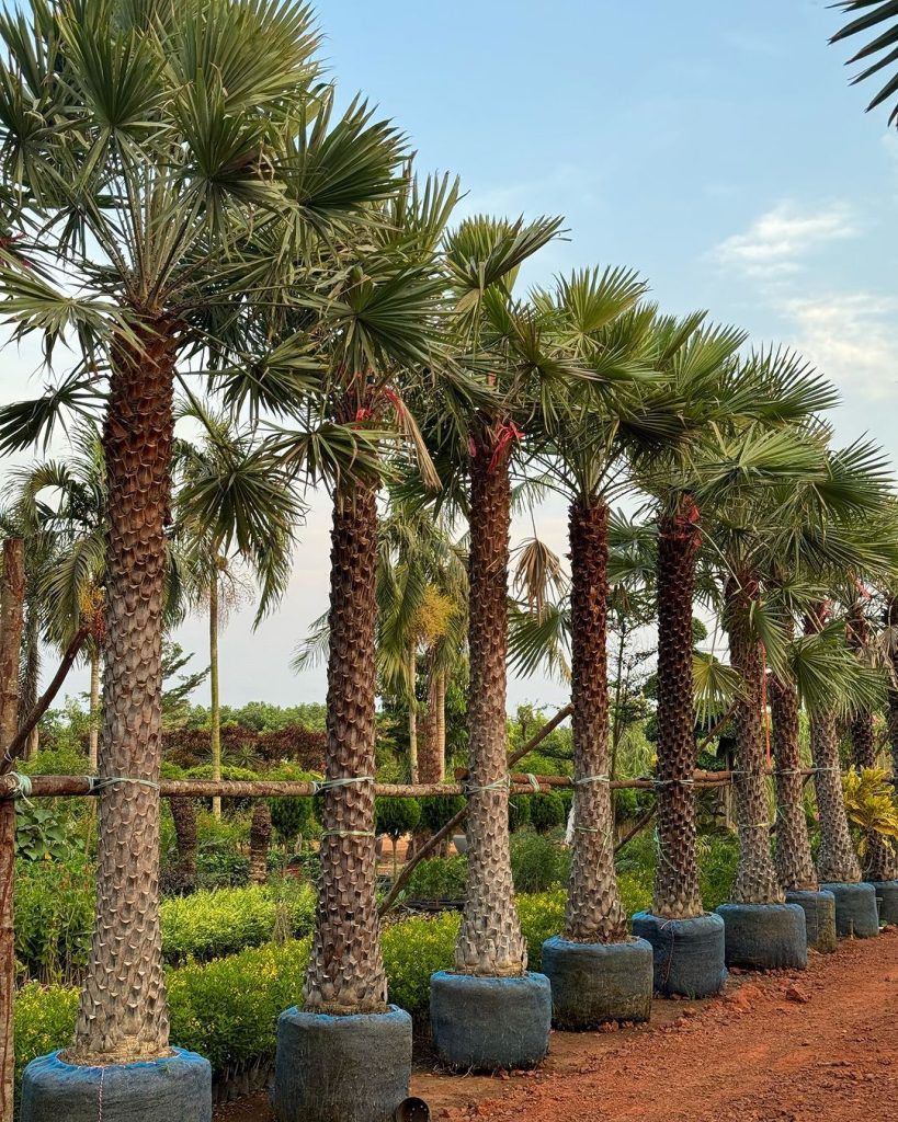 Palm Varieties